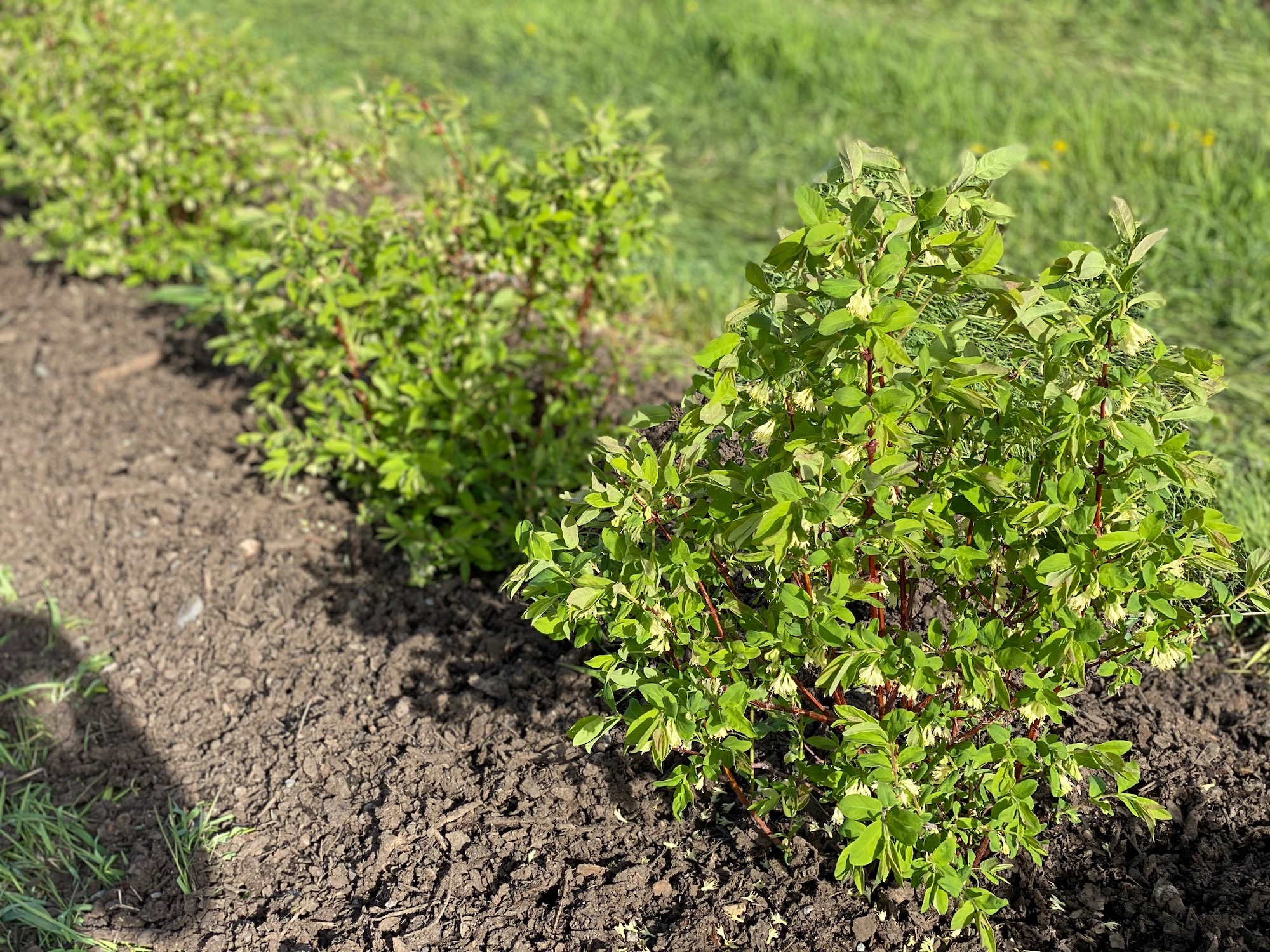 Smithers Haskap Berries Valley View Haskap Orchard
