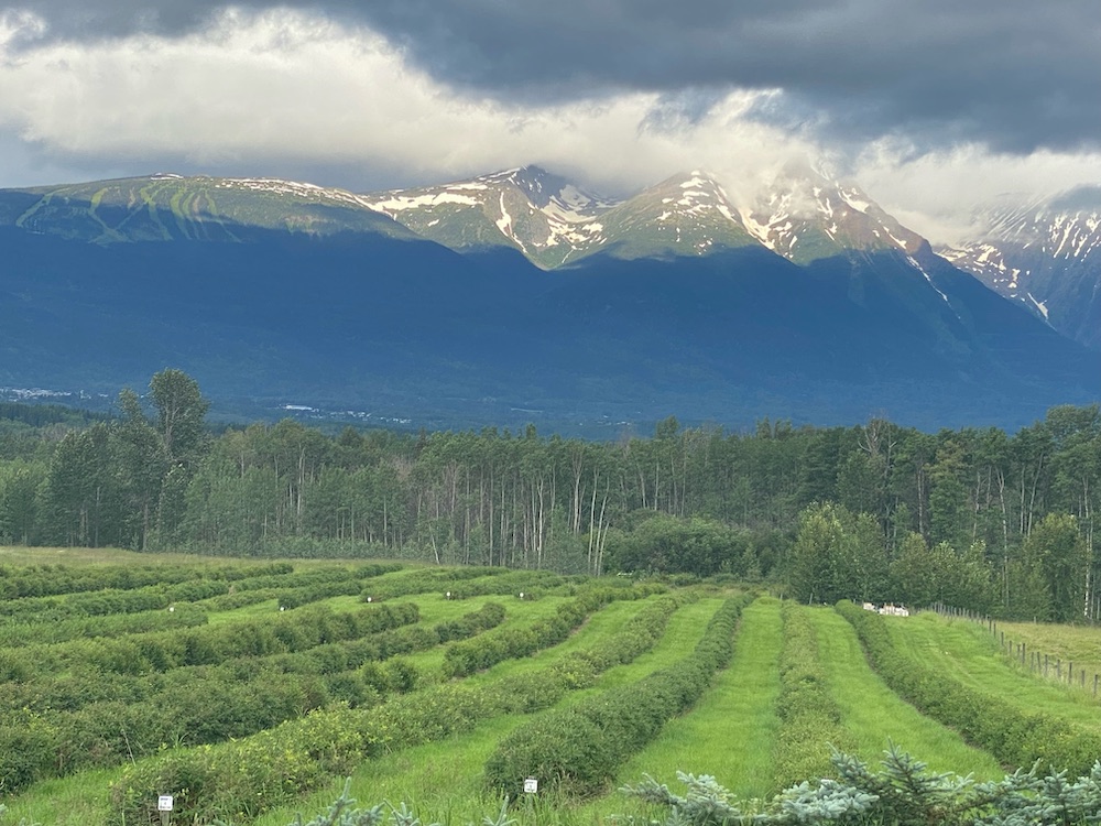 Smithers Haskap Berries Valley View Haskap Orchard